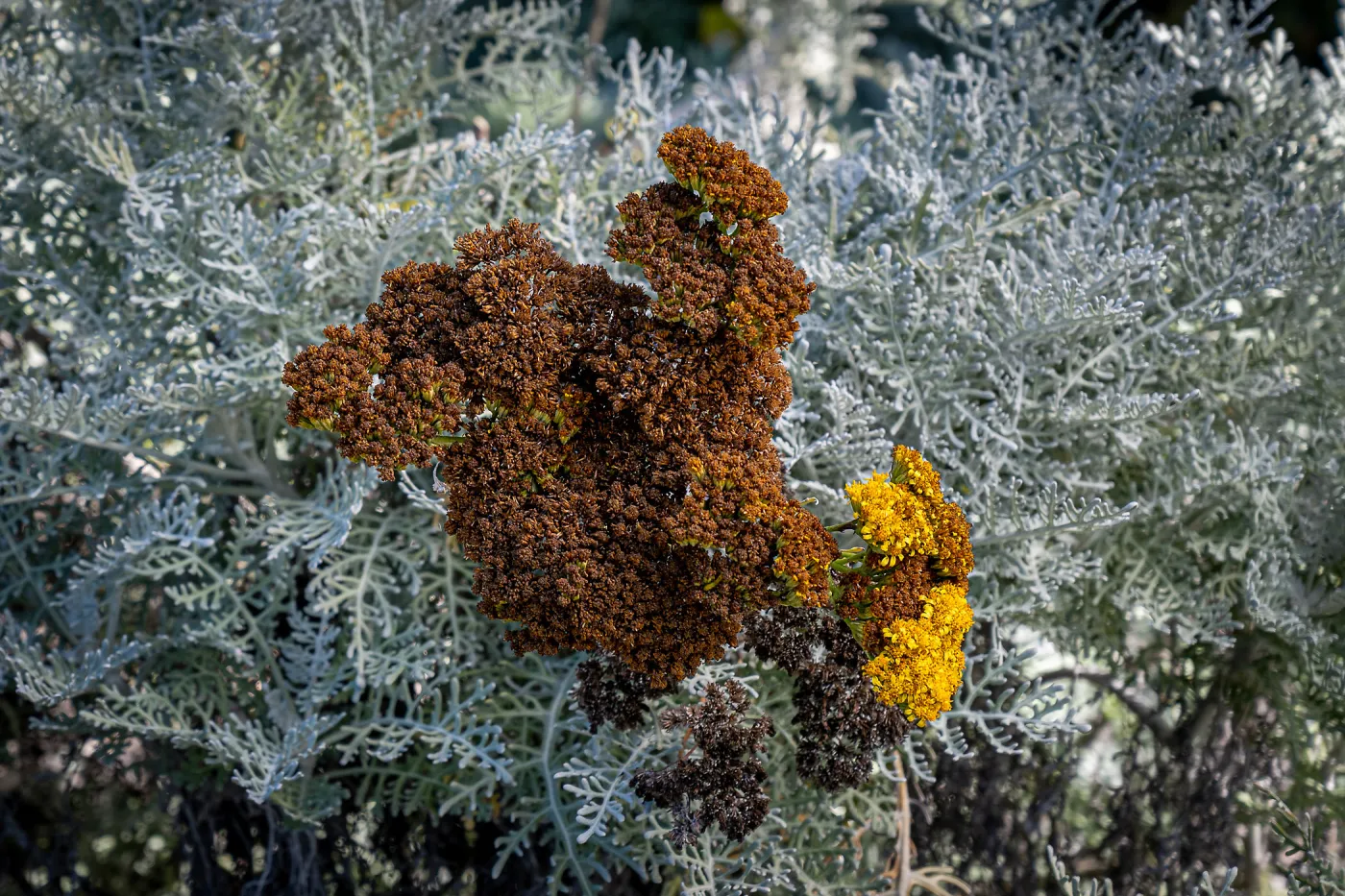 Catalina Silver-lace