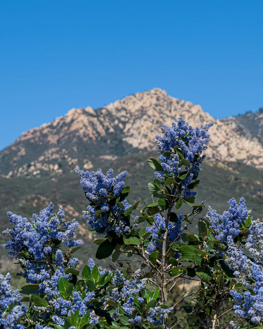 Ceanothus (California Lilac) and Mountains