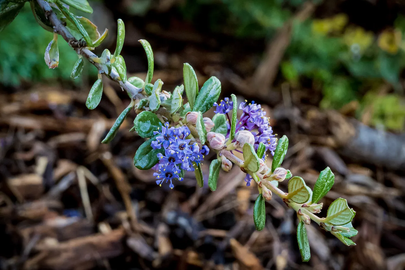 Maritime Ceanothus