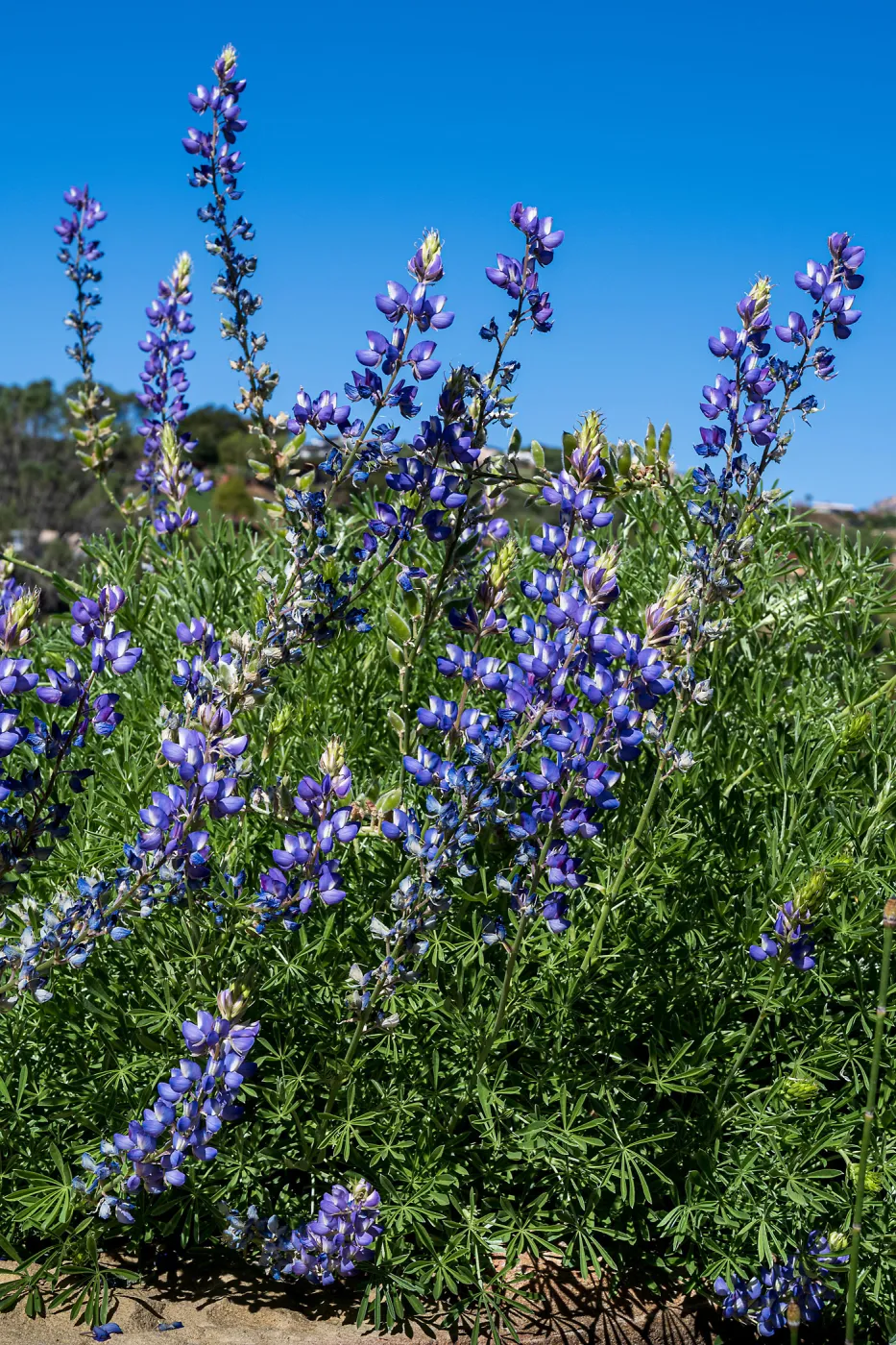 Lupine