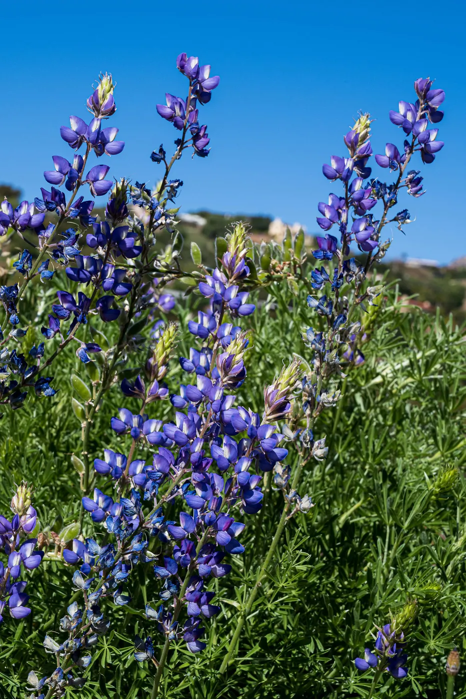 Lupine