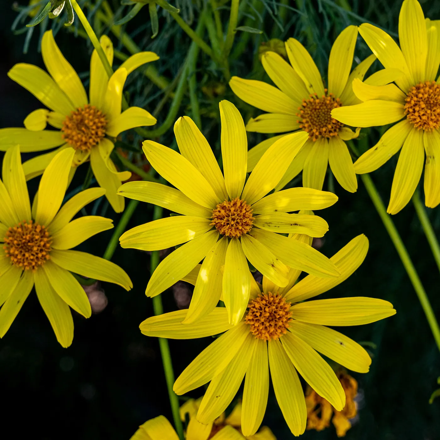 Giant Coreopsis flowers