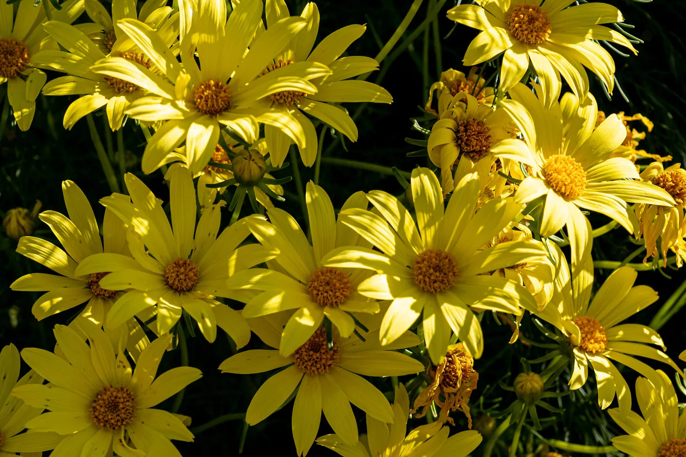 Giant Coreopsis flowers