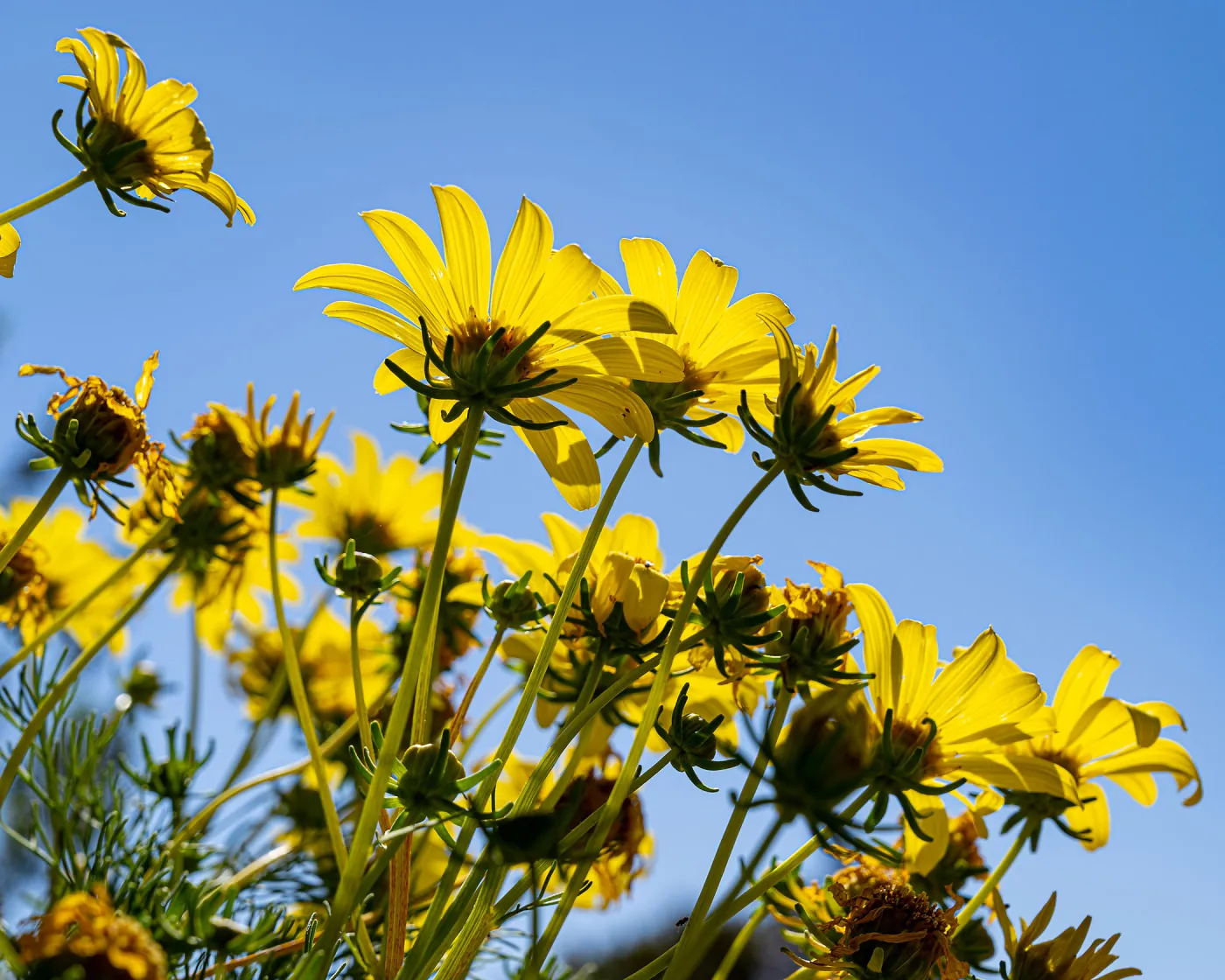 Giant Coreopsis flowers