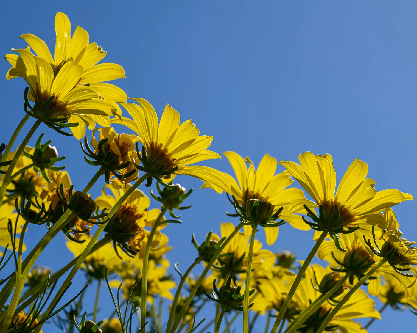 Giant Coreopsis flowers
