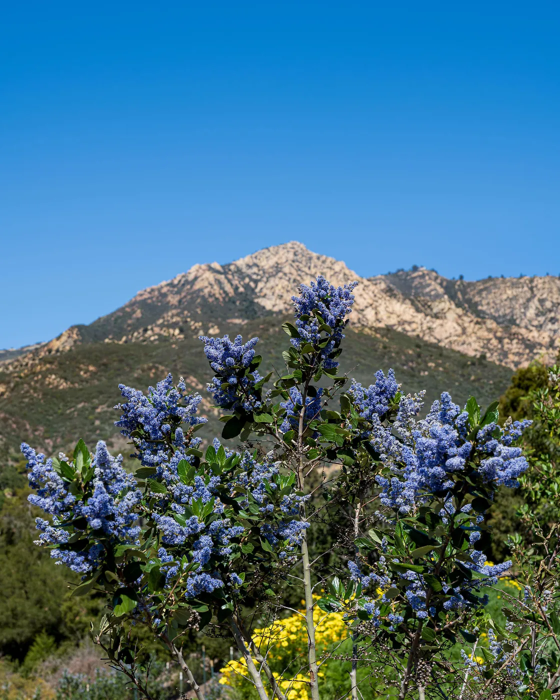 Ceanothus (California Lilac) and Mountains