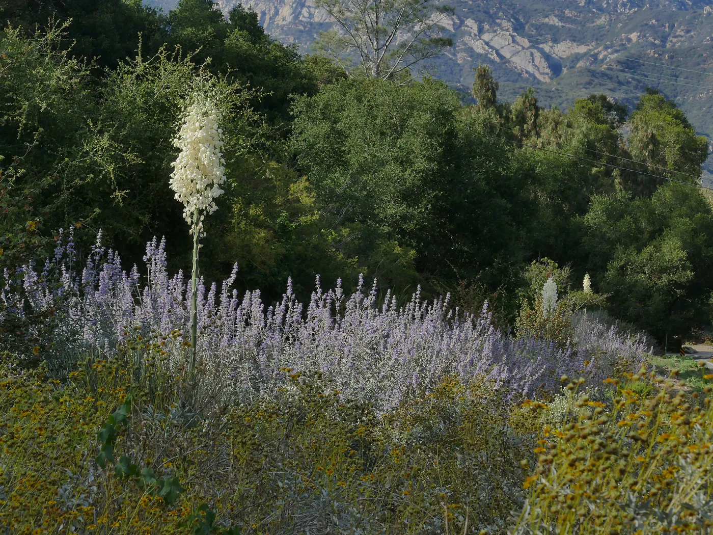 Trio of yuccas blooming in the Tunnel Triangle