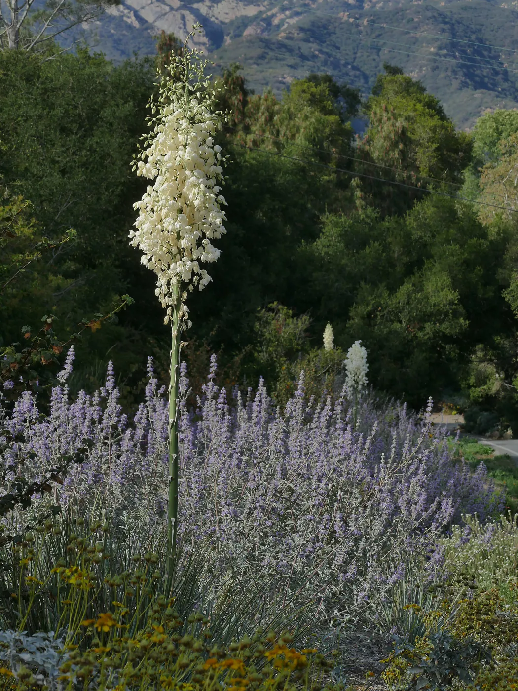 Trio of yuccas blooming in the Tunnel Triangle