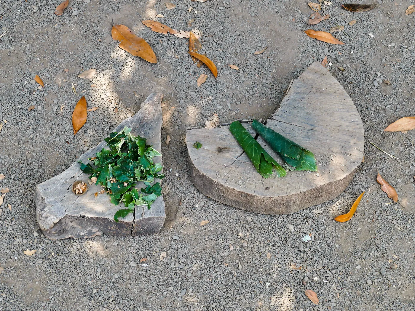 Acorn Adventurers Summer Camp, make-believe salad and tamales from restaurant game in the Woodrat House casita
