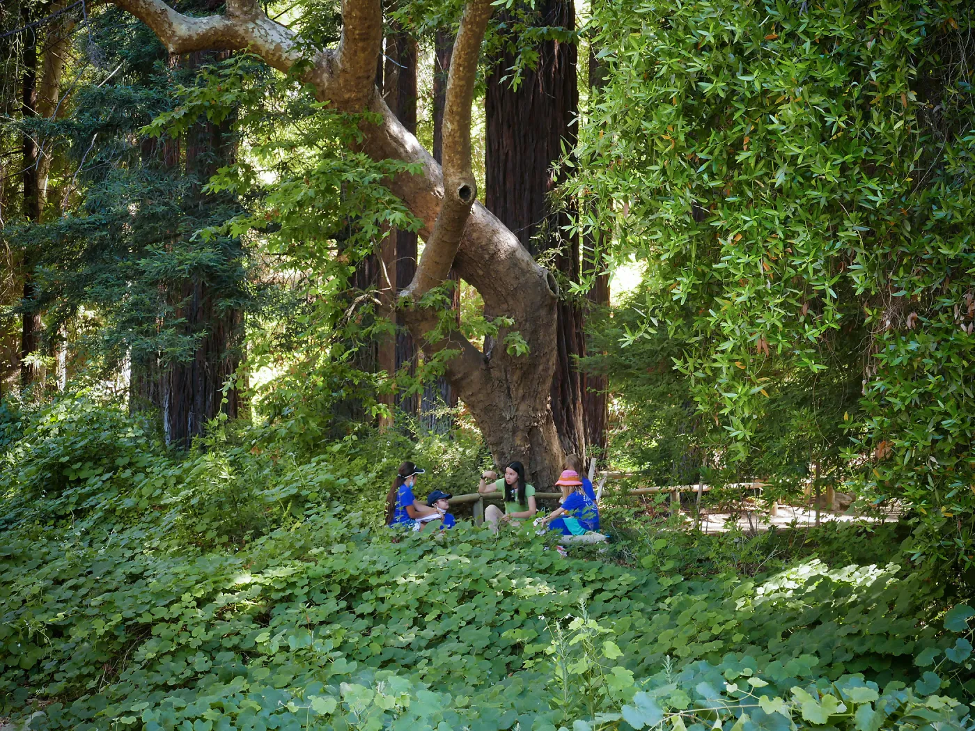 Plantastic Problem Solvers Summer Camp, biomimicry journaling activity