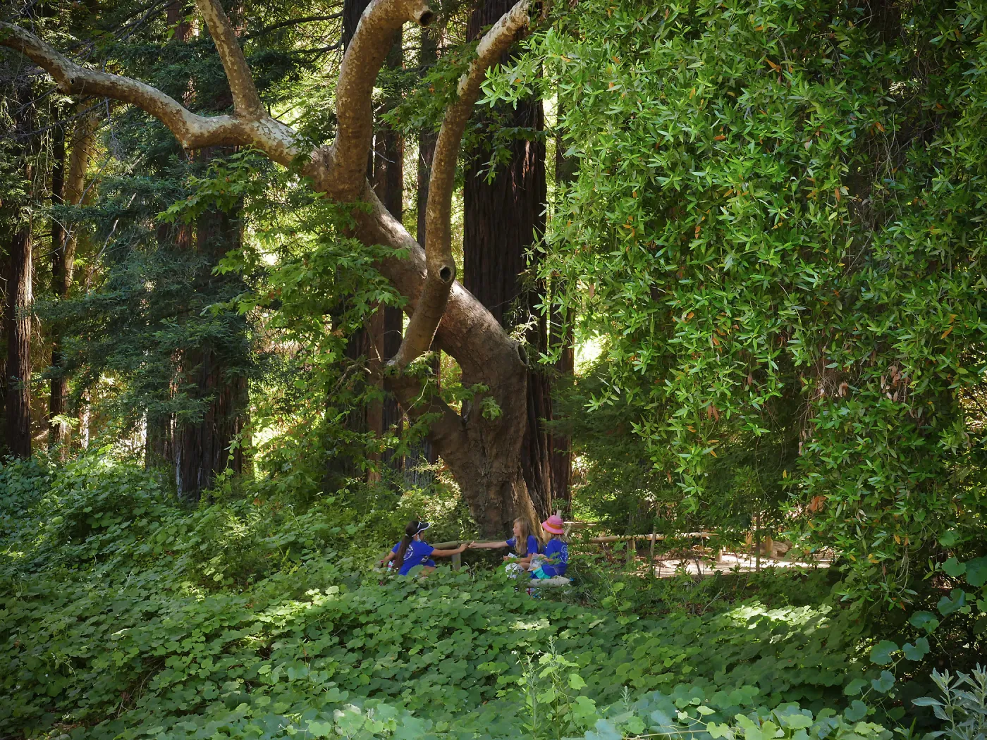 Plantastic Problem Solvers Summer Camp, biomimicry journaling activity