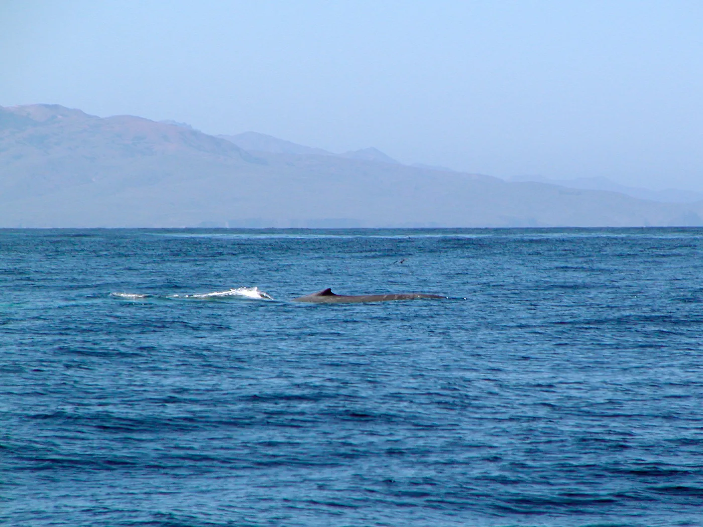 Anacapa Island Trip, whale