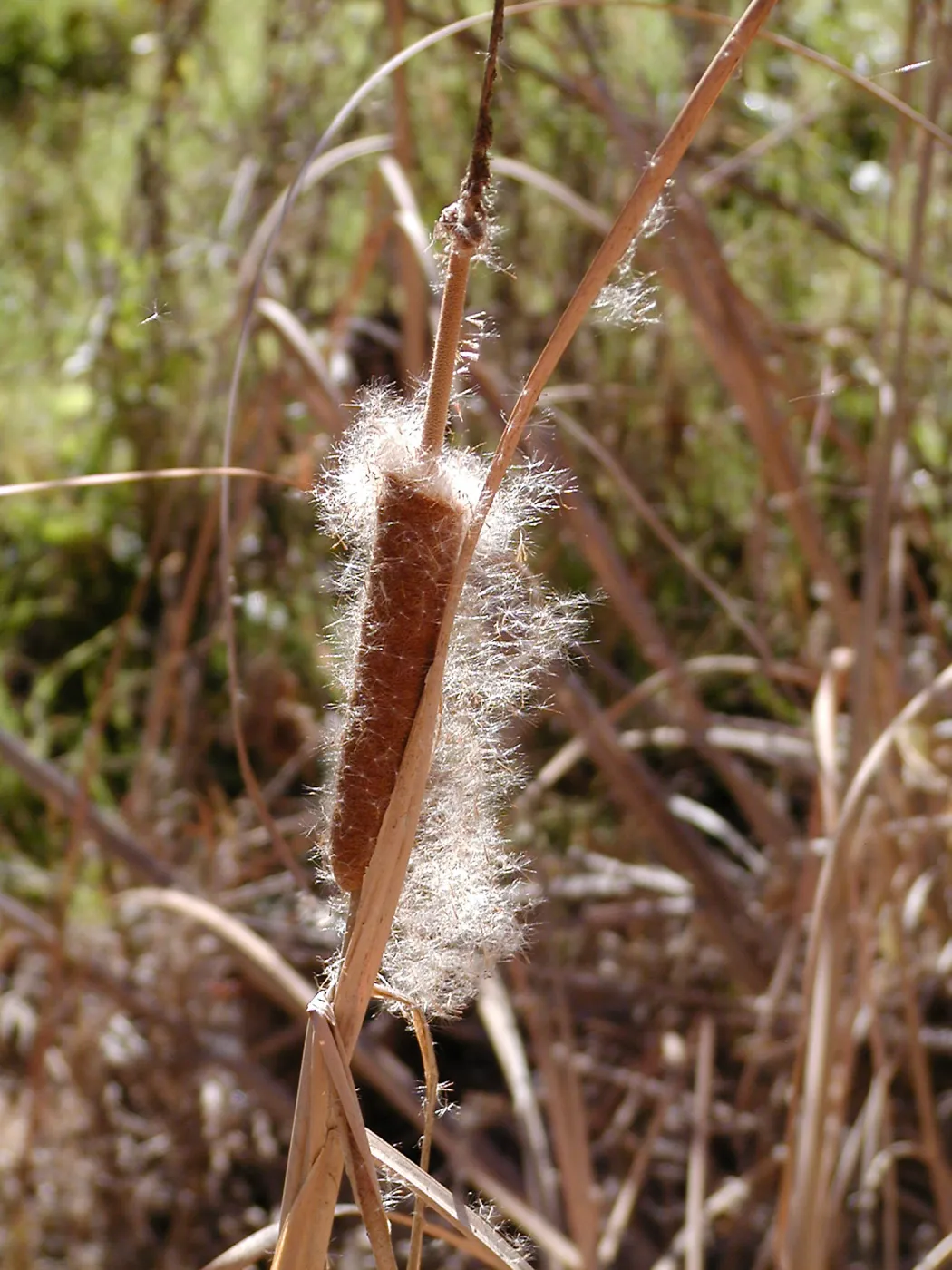 Lake Casitas boat tour, Cattail Fluff