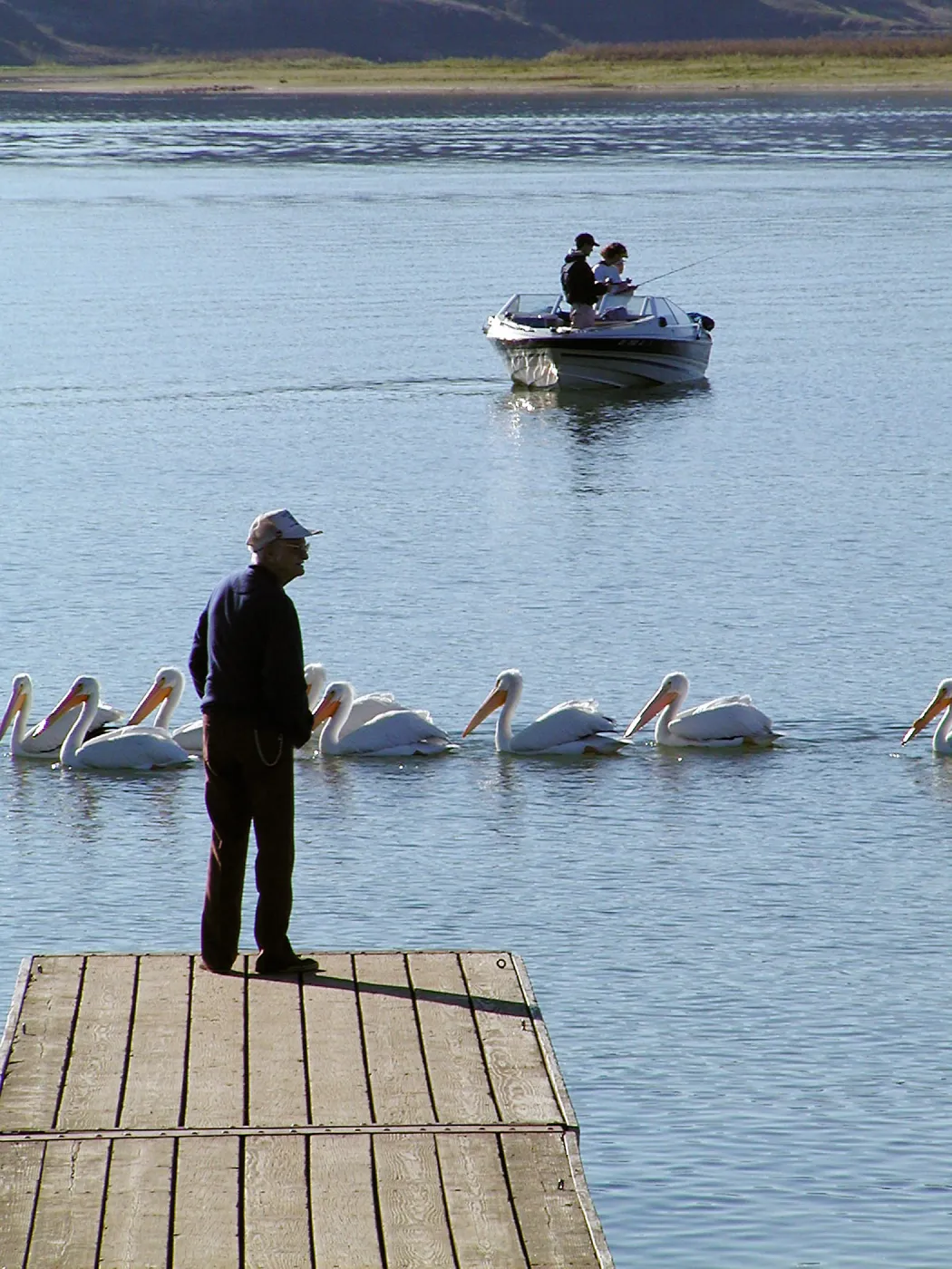 Lake Casitas boat tour, Pelicans & people
