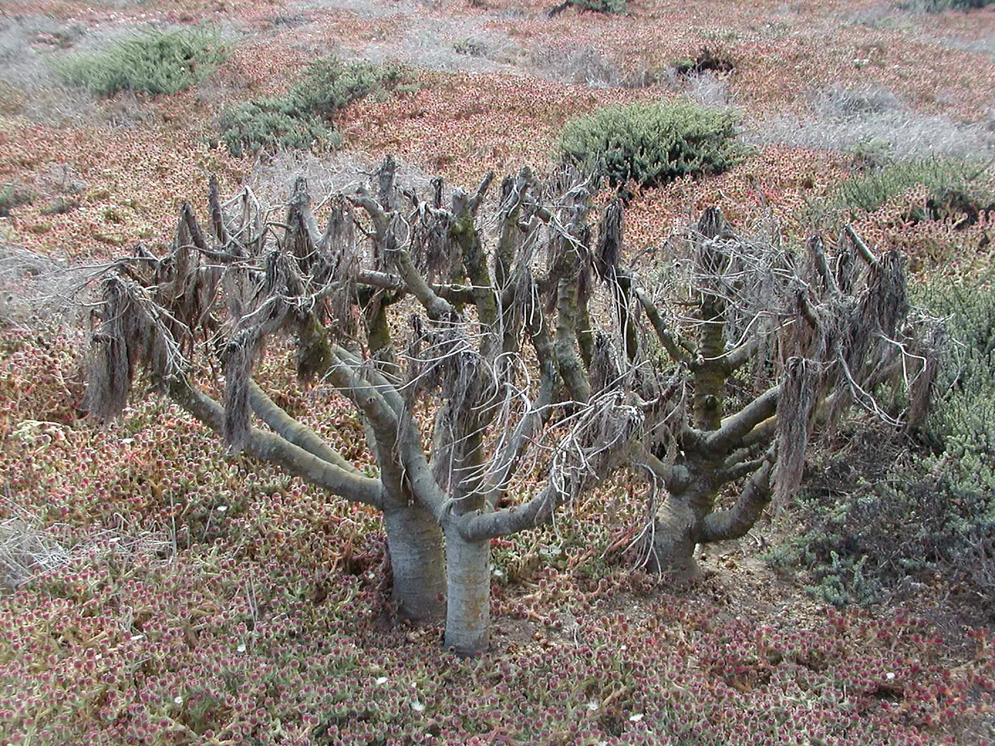 Santa Barbara Island trip, dormant coreopsis