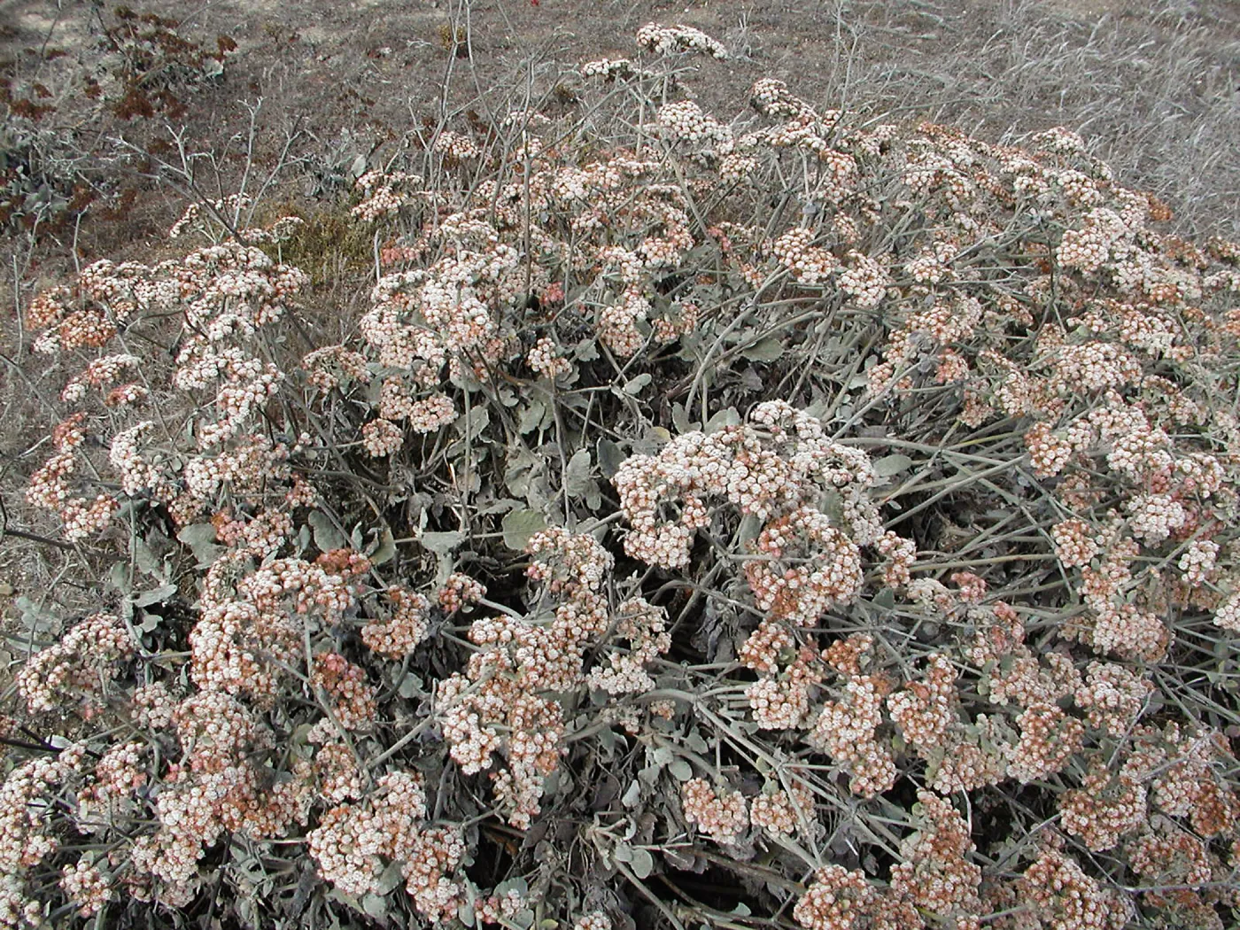 Santa Barbara Island trip (wild buckwheat) 