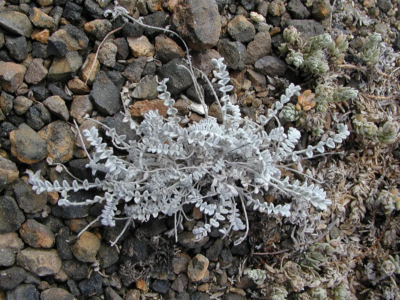 Santa Barbara Island trip, Astragalus
