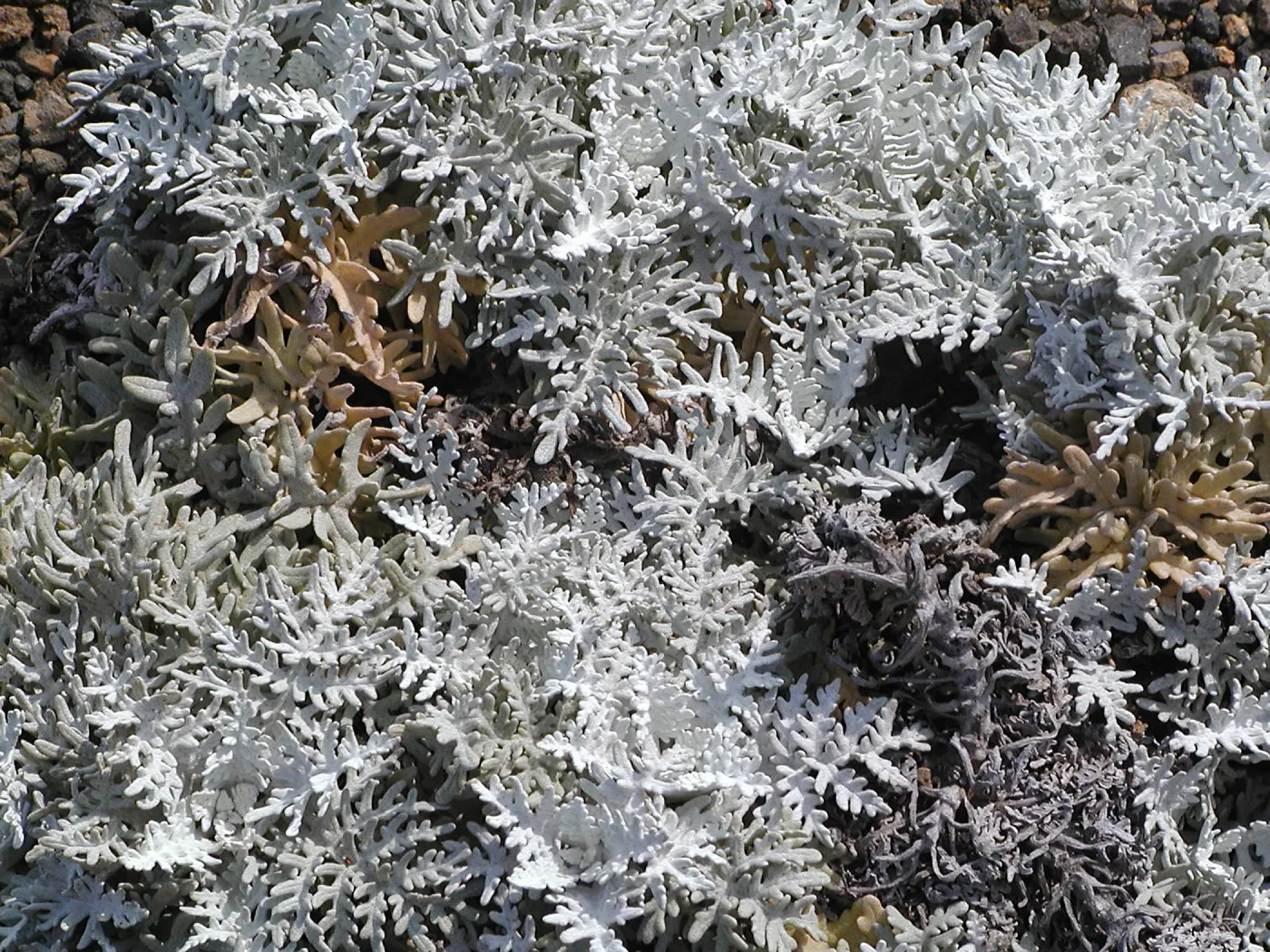 Santa Barbara Island Trip, Eriophyllum