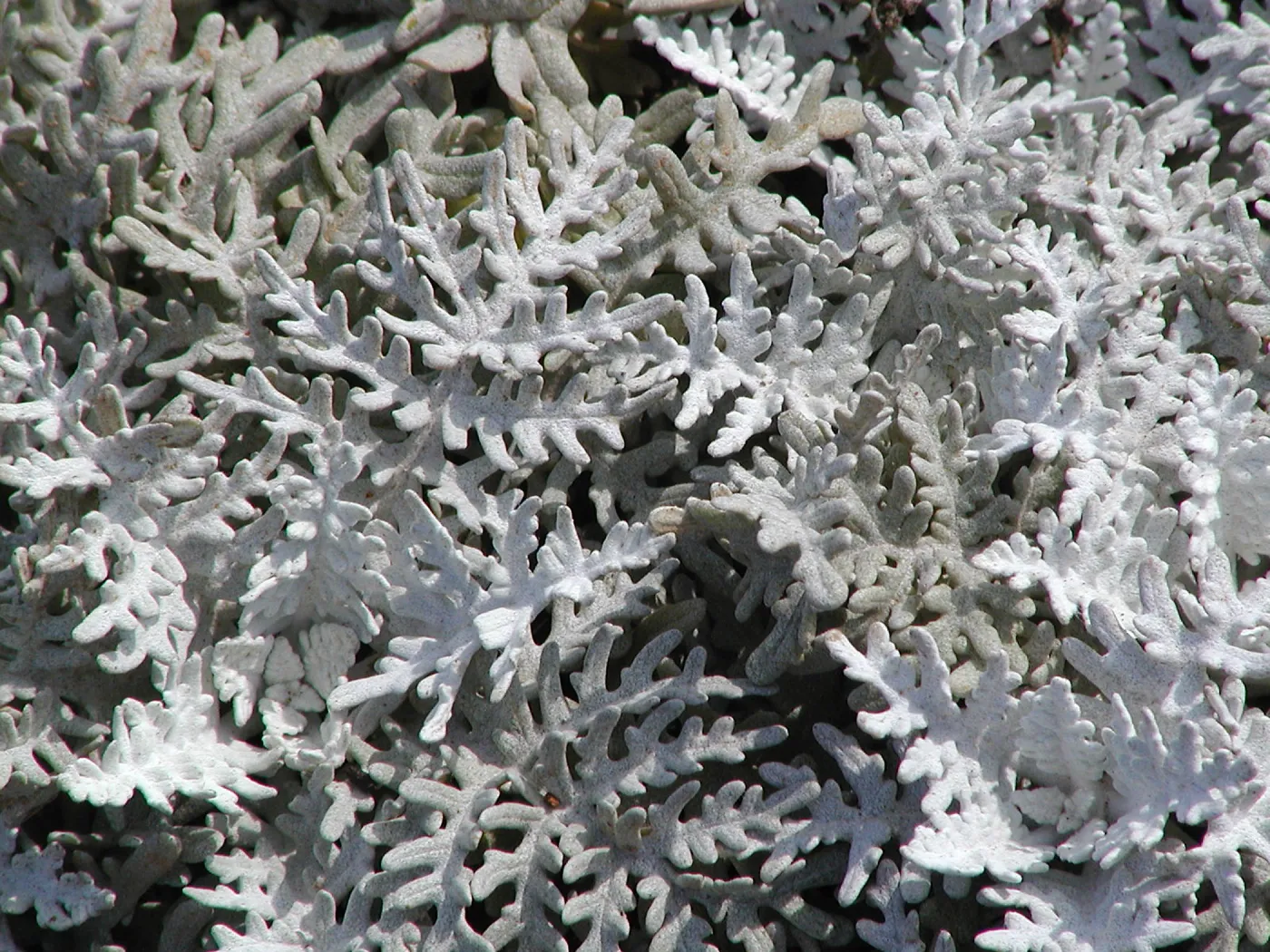 Santa Barbara Island Trip, Eriophyllum