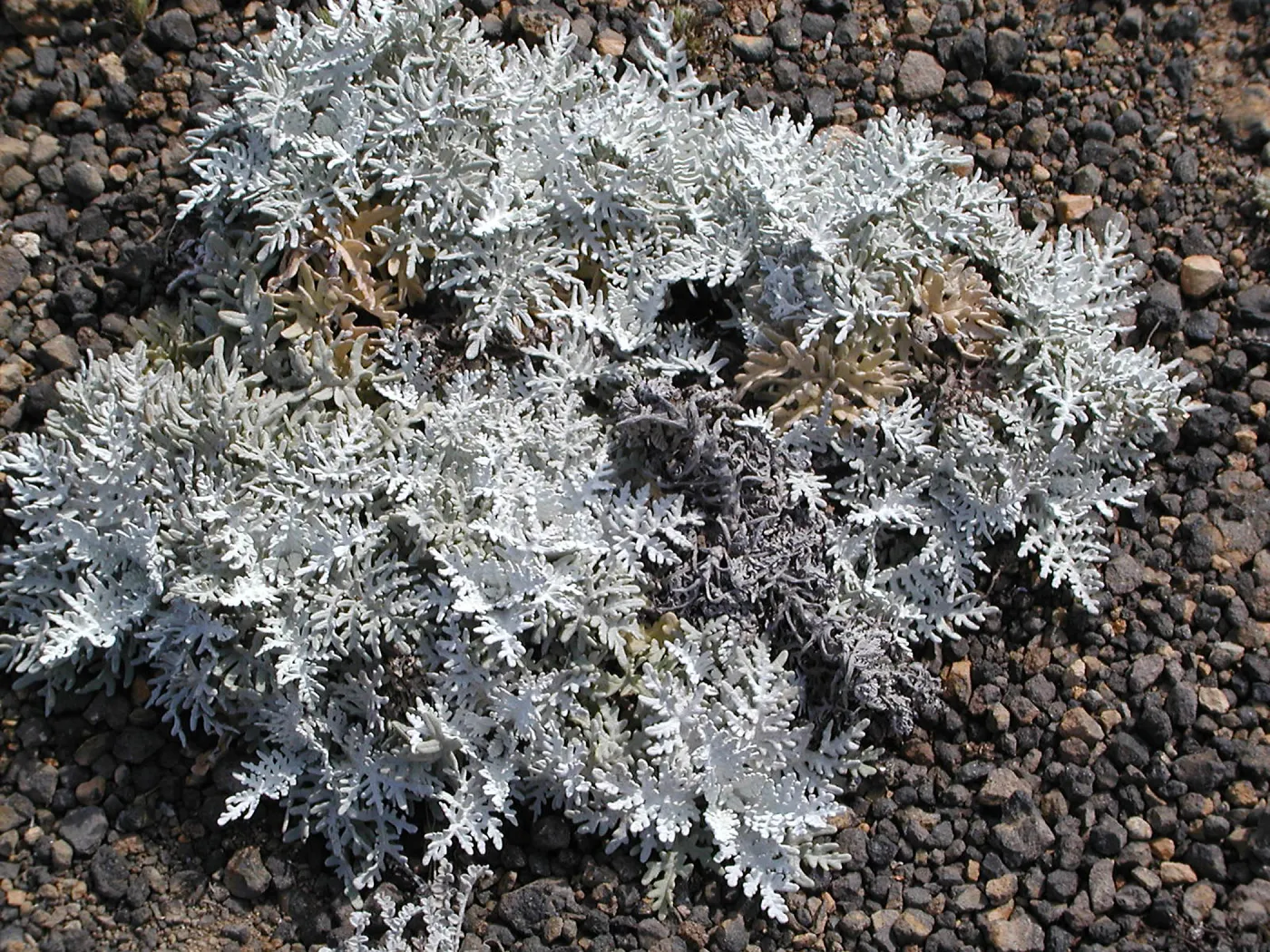 Santa Barbara Island Trip, Eriophyllum