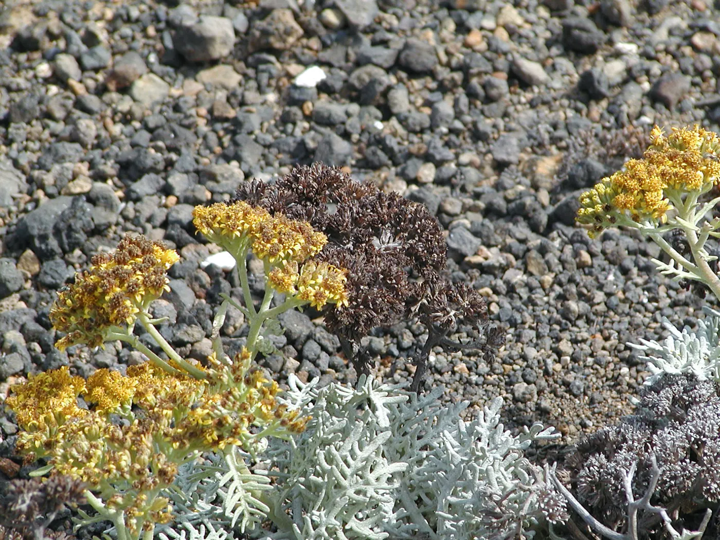 Santa Barbara Island Trip, Eriophyllum