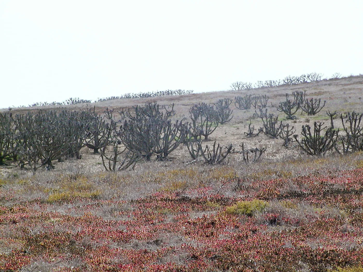 Santa Barbara Island Trip, dormant coreopsis