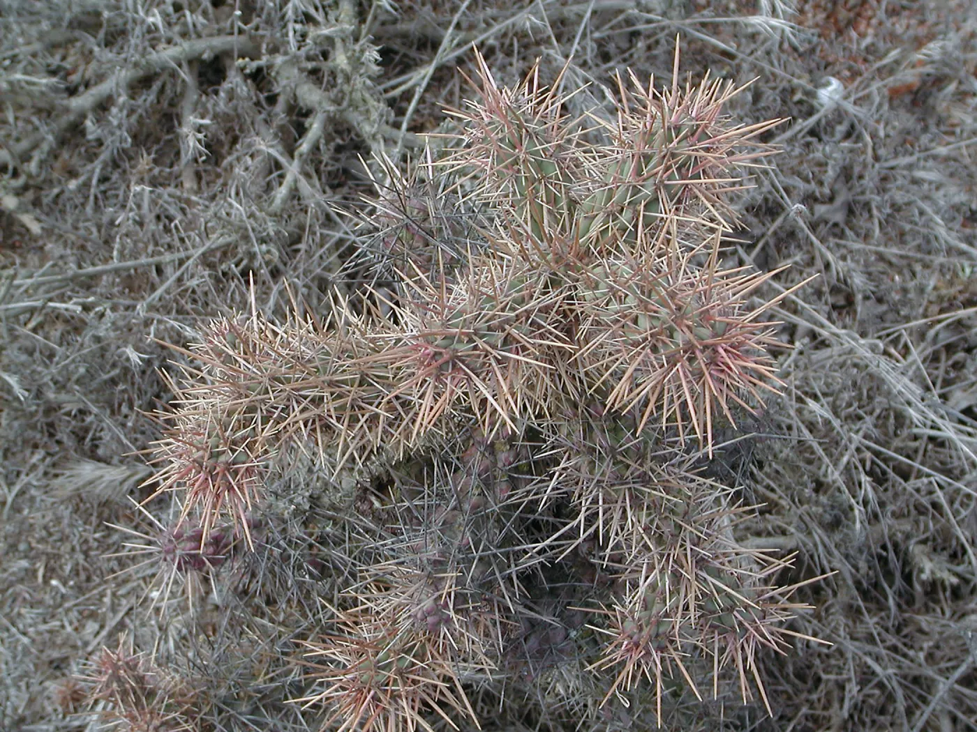 Santa Barbara Island Trip, Coastal cholla