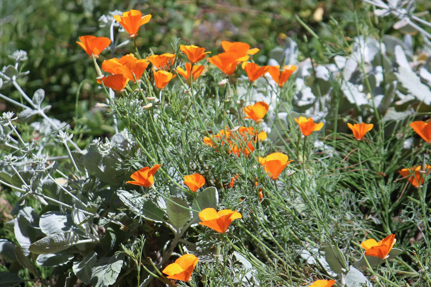 California poppies
