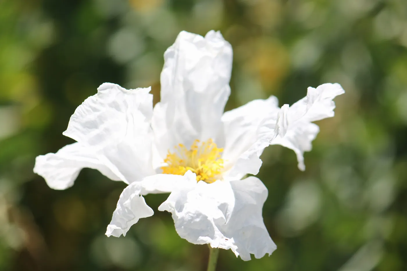 Matilija poppy