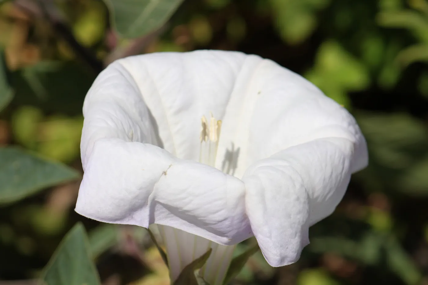 Datura flower