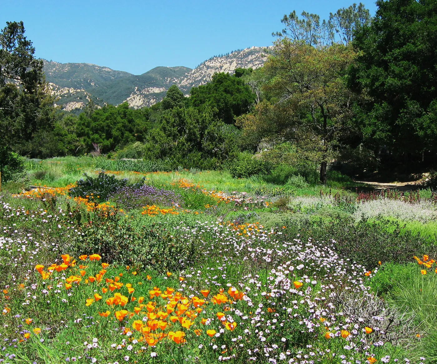 Meadow