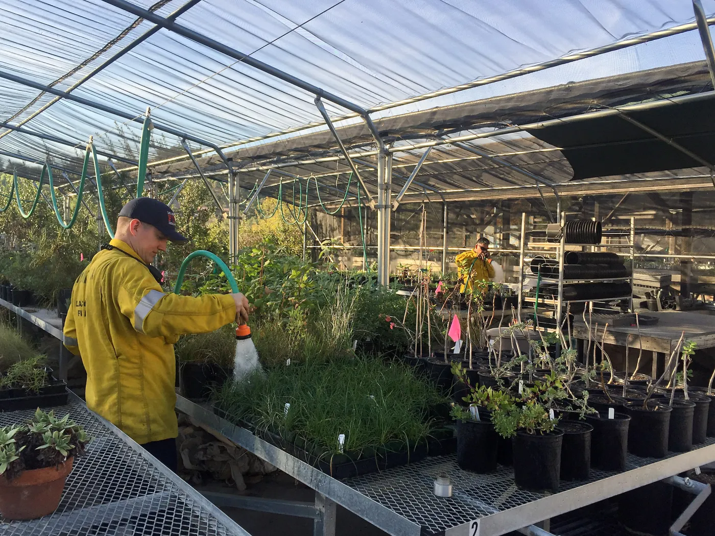 Firefighters stationed at SBBG during the Thomas Fire watering plants at the Horticulture Unit