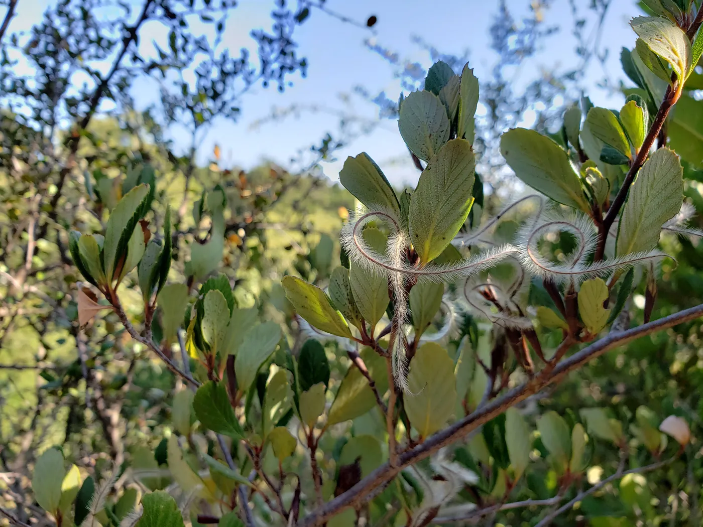 Mountain Mahogany