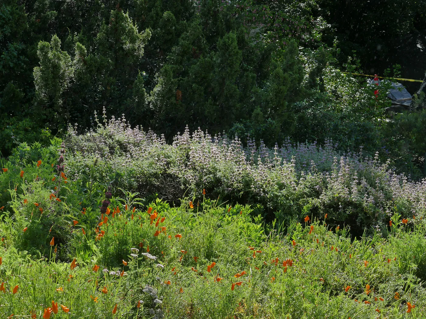 Salvia (sage) blooming in the Groundcover Display