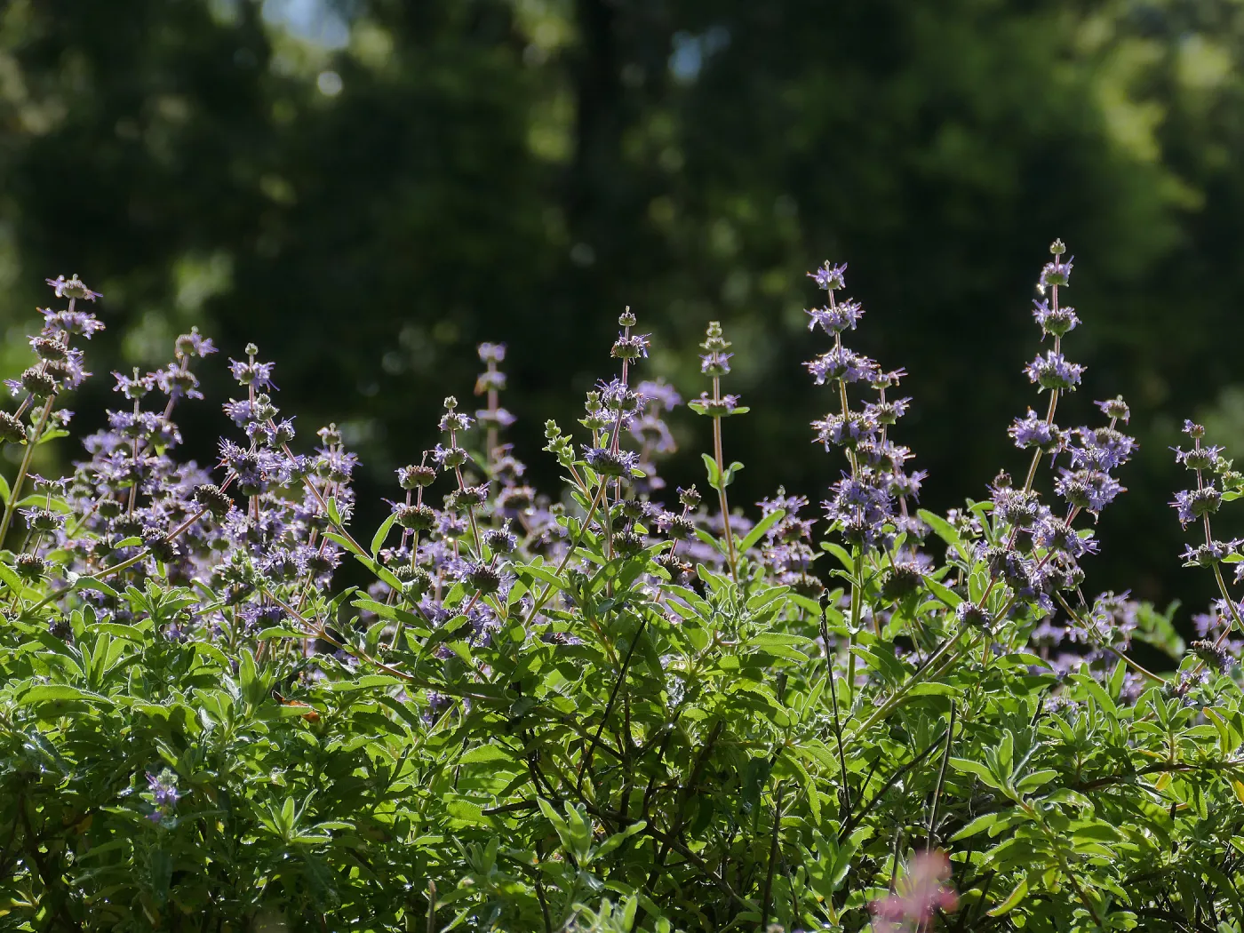 Salvia (sage) blooming in the Groundcover Display
