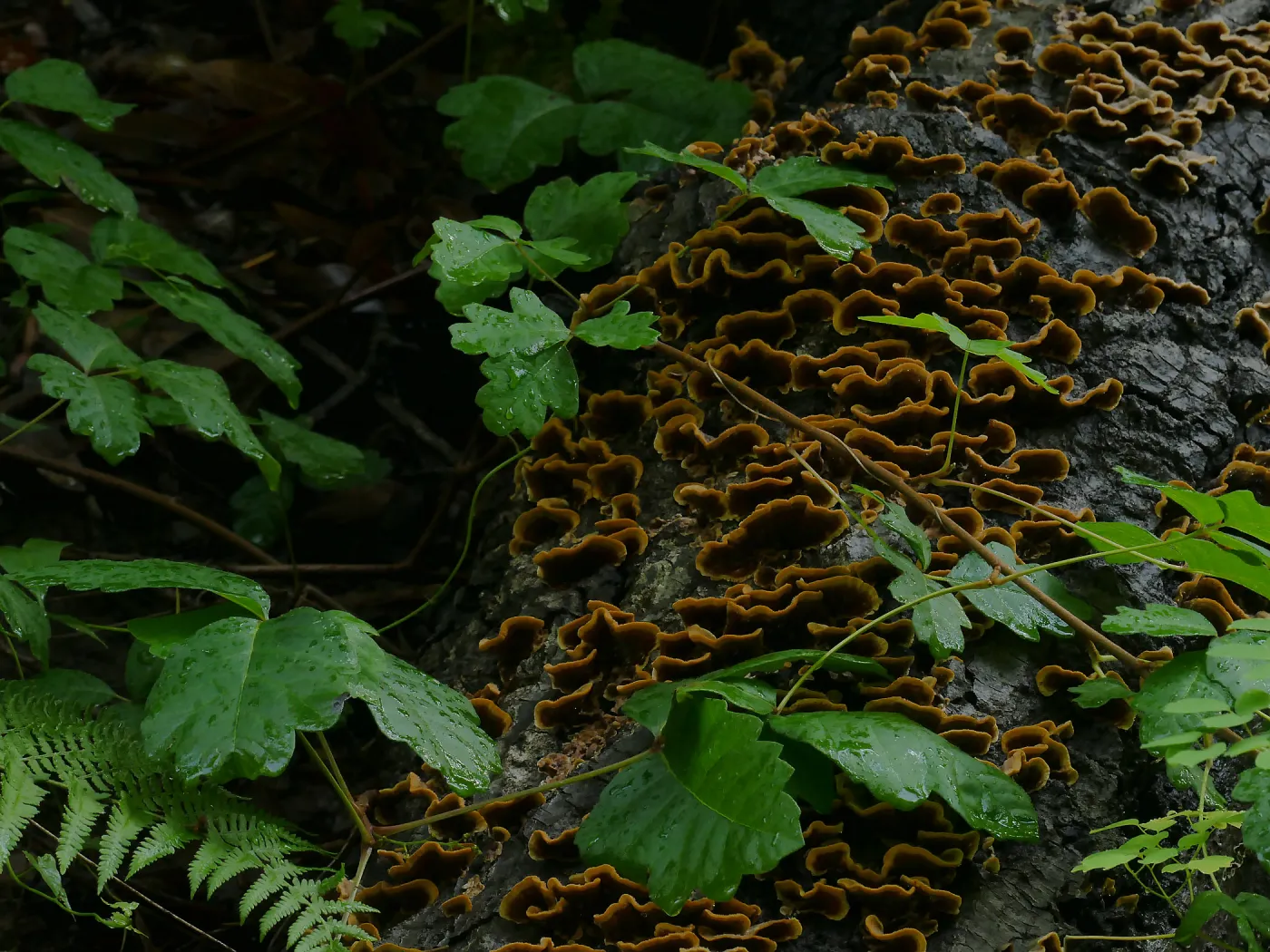 Poison oak, ferns, and fungus on a fallen log along the Redwood Trail
