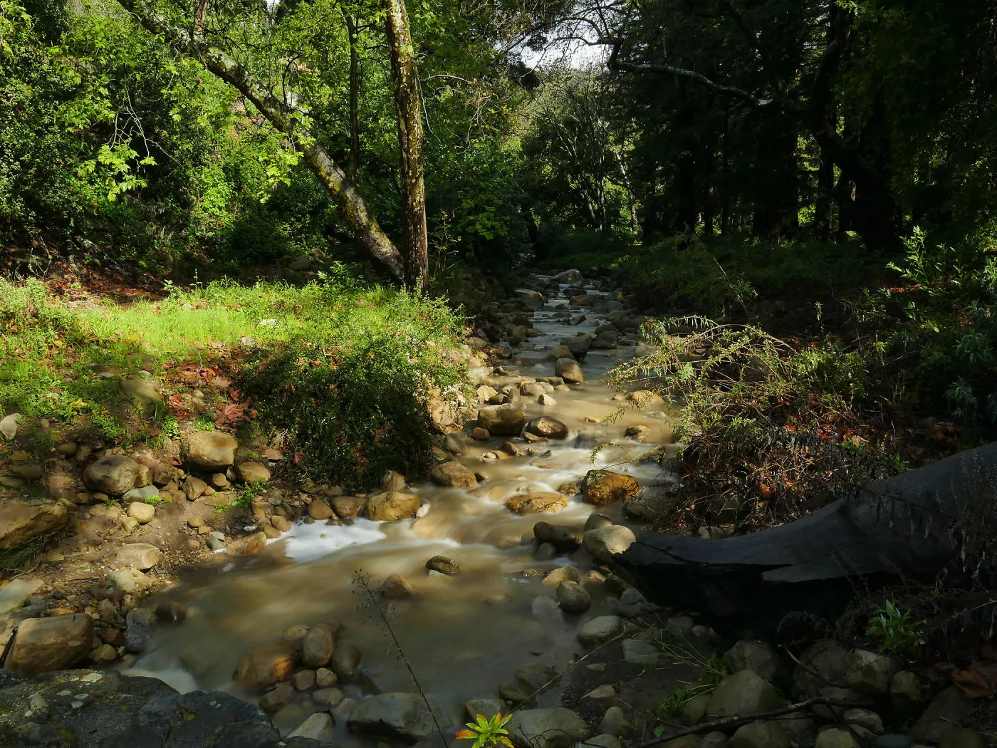 Rain-swollen Mission Creek just above the Mission Dam