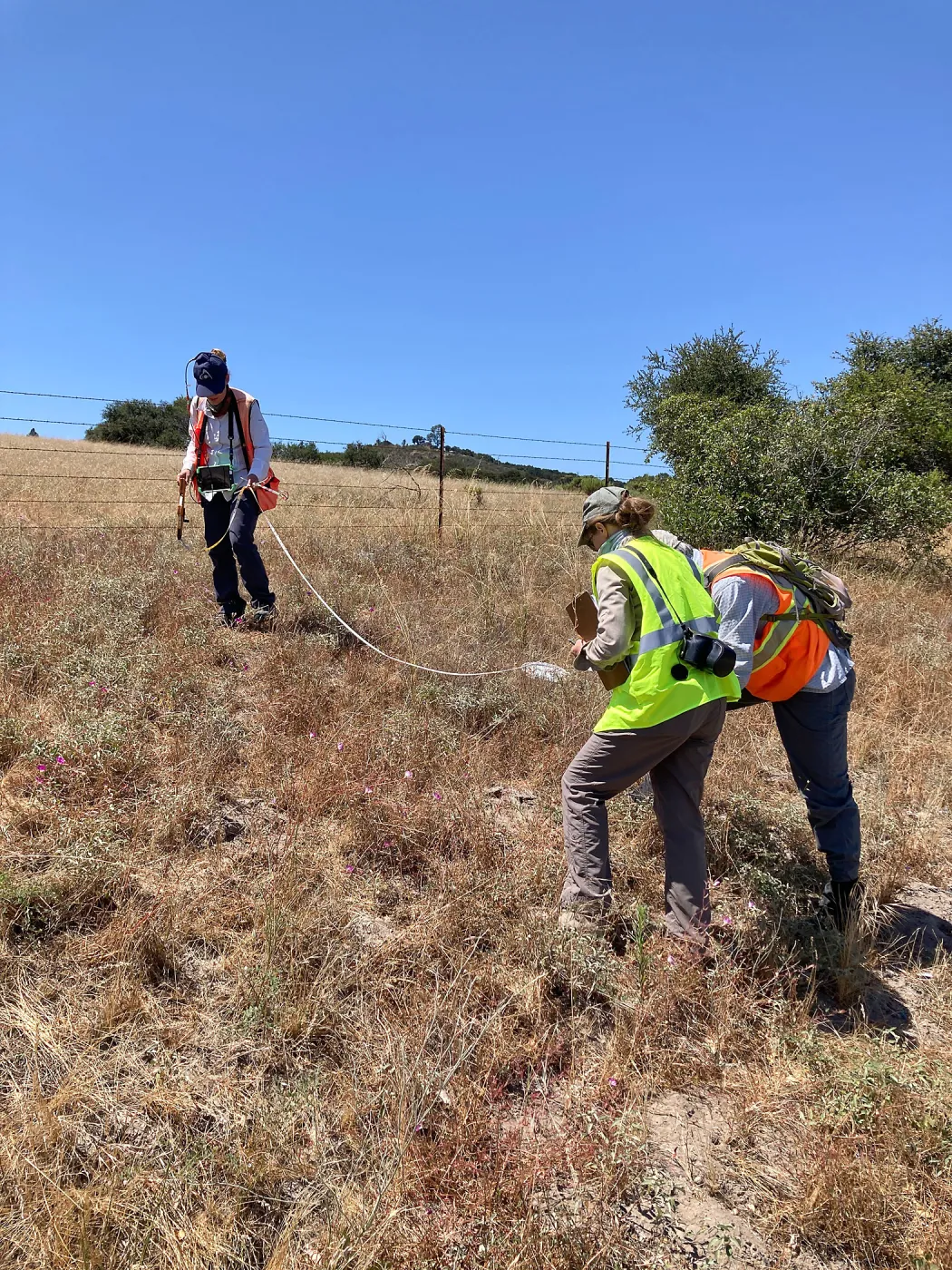 Garden and California Invasive Plant Council staff monitoring Pismo clarkia plot