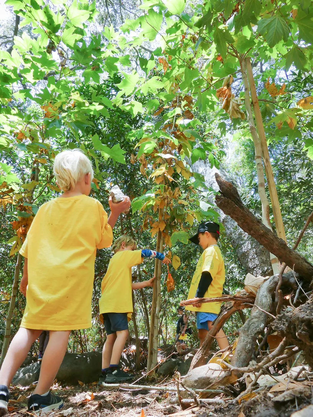 Acorn Adventurers Summer Camp