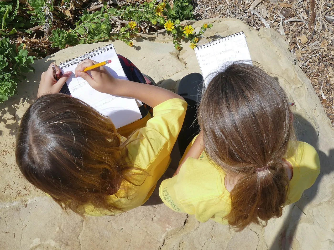 Jr. Naturalist Summer Camp Pollinator Survey Activity