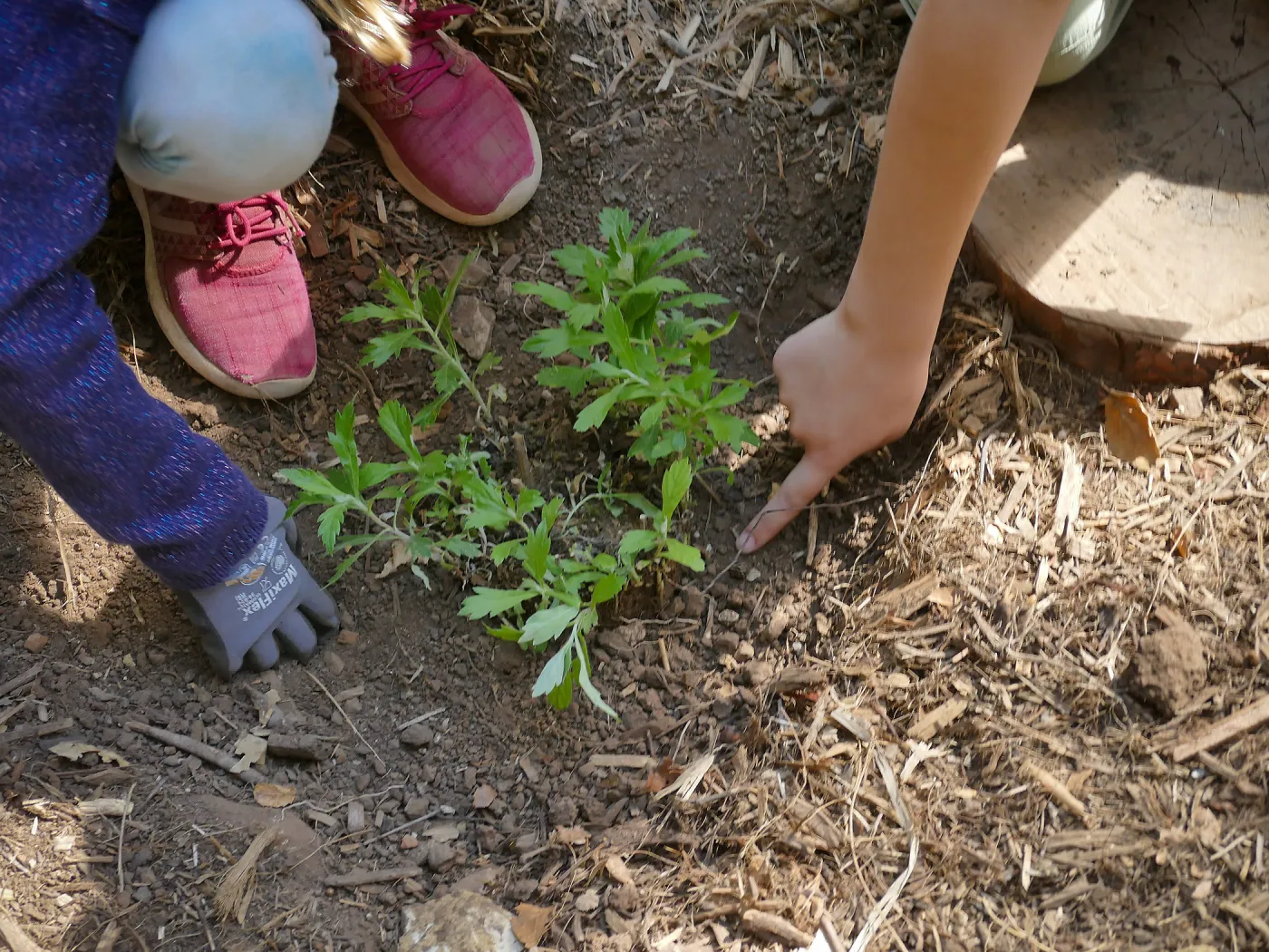 Jr. Naturalist Summer Camp Planting Activity