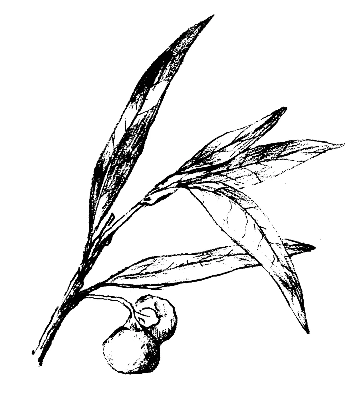 Umbellularia californica