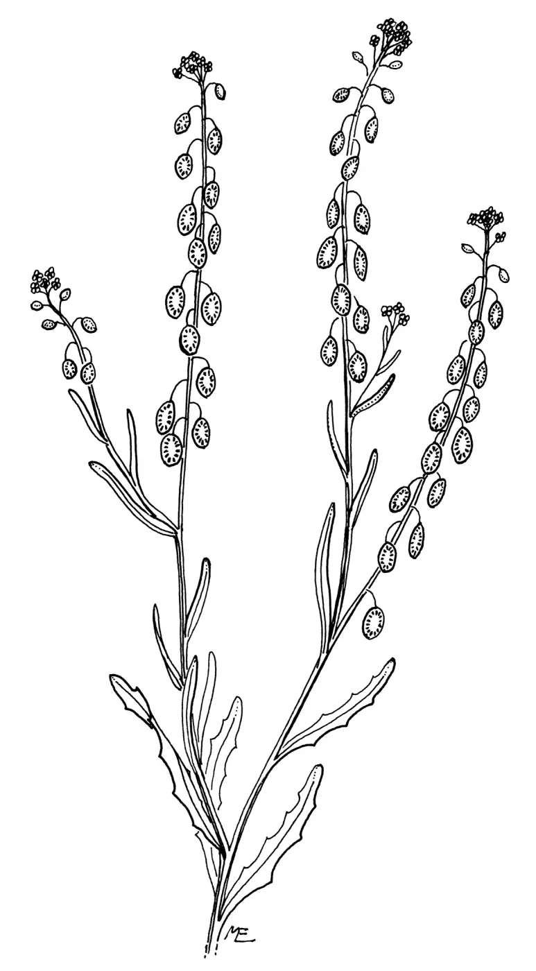 Lace Pod