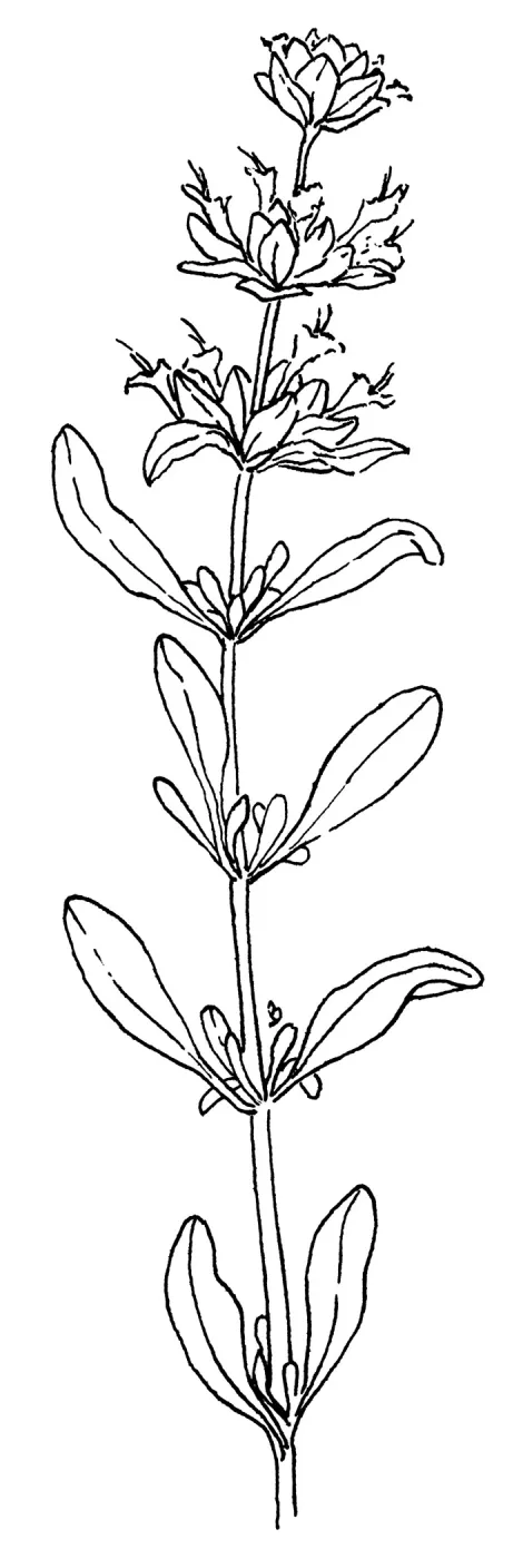 Salvia pachyphylla Rose Sage