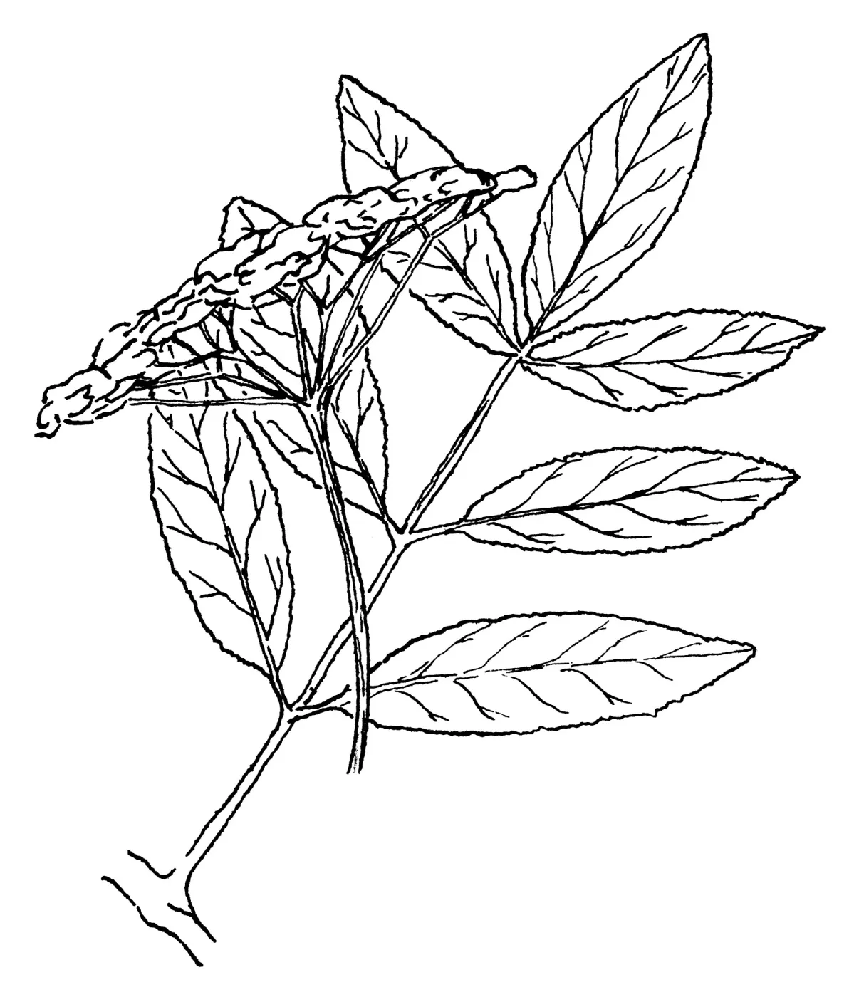 Elderberry (Sambucus mexicana)