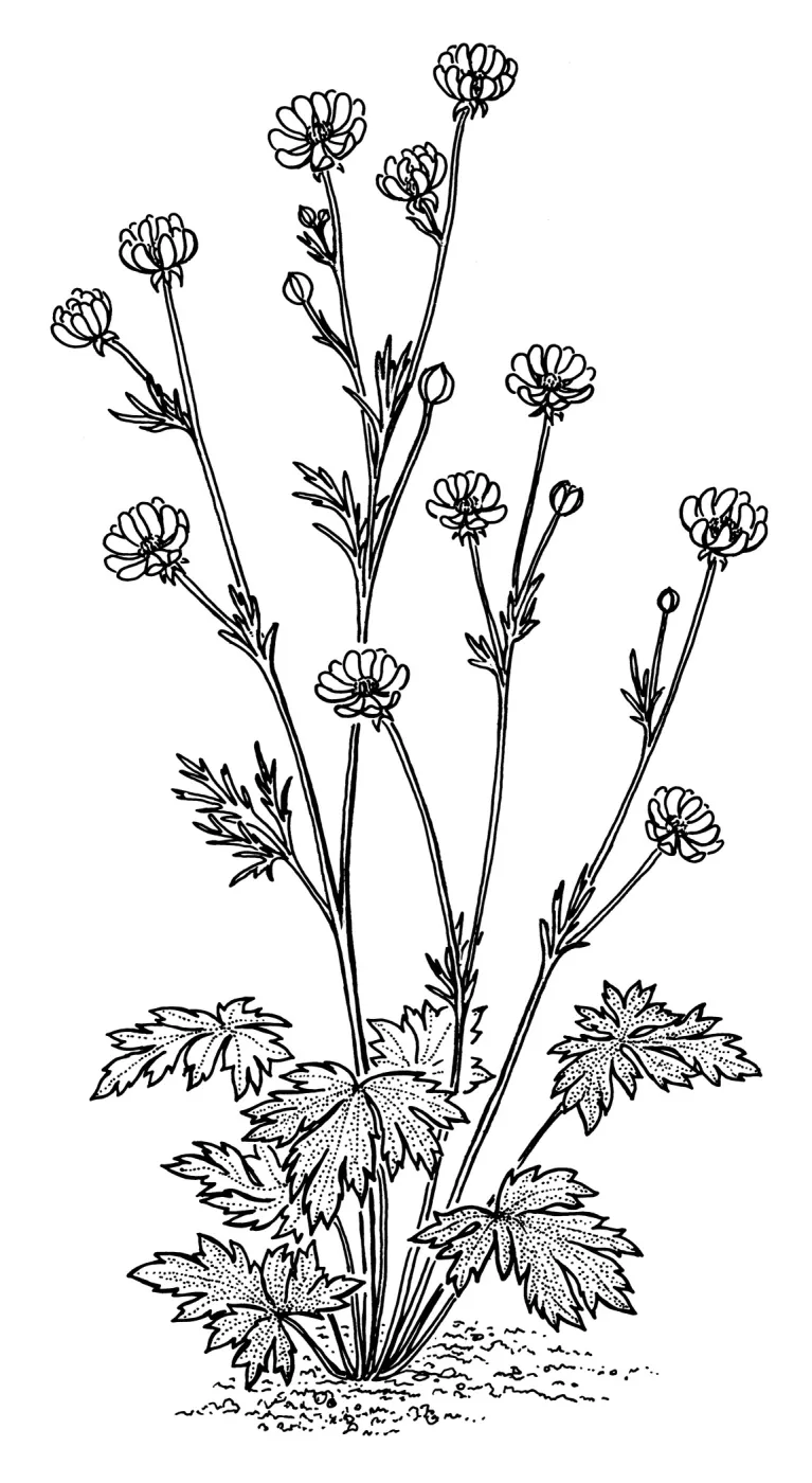 California Buttercup