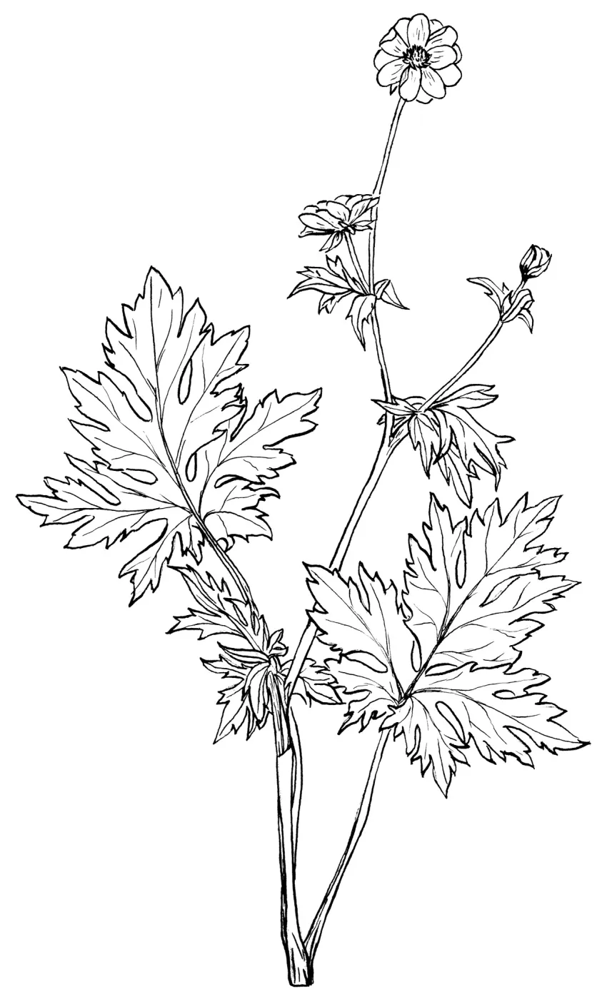 California Buttercup