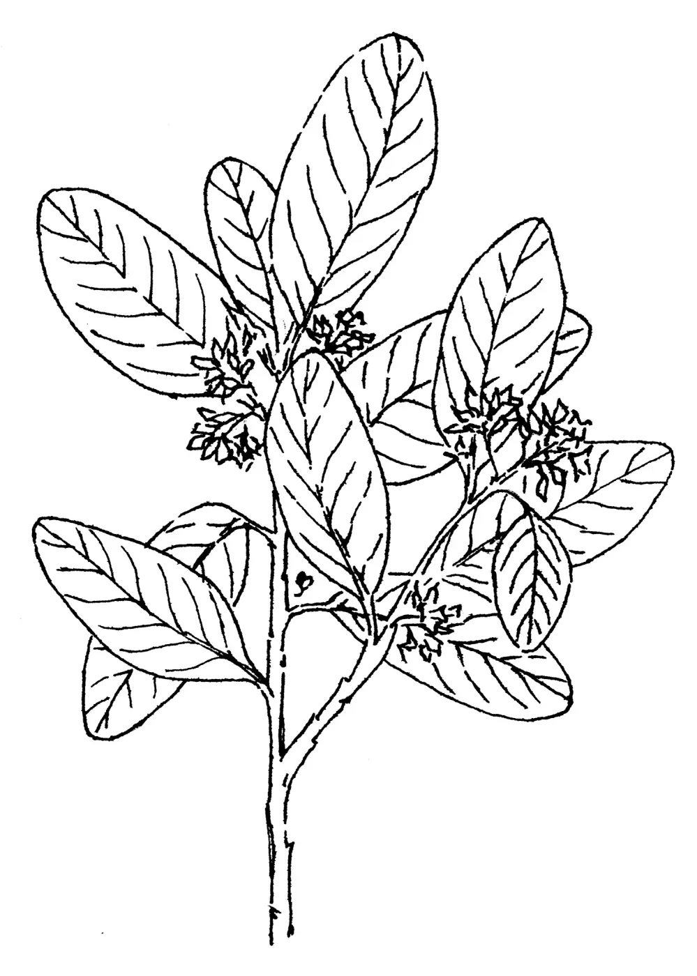 California Coffeeberry