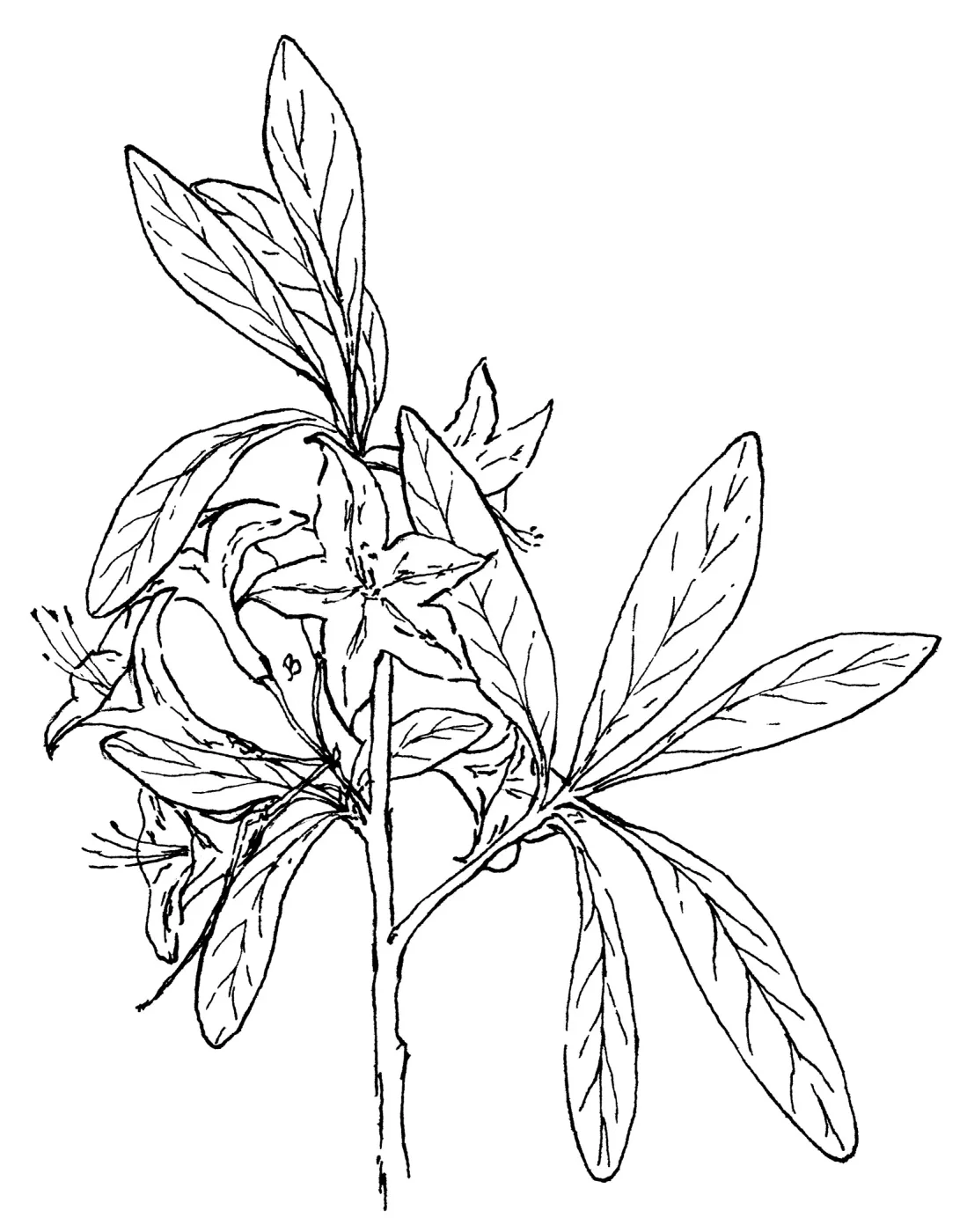 Rhododendron occidentale Western Azalea