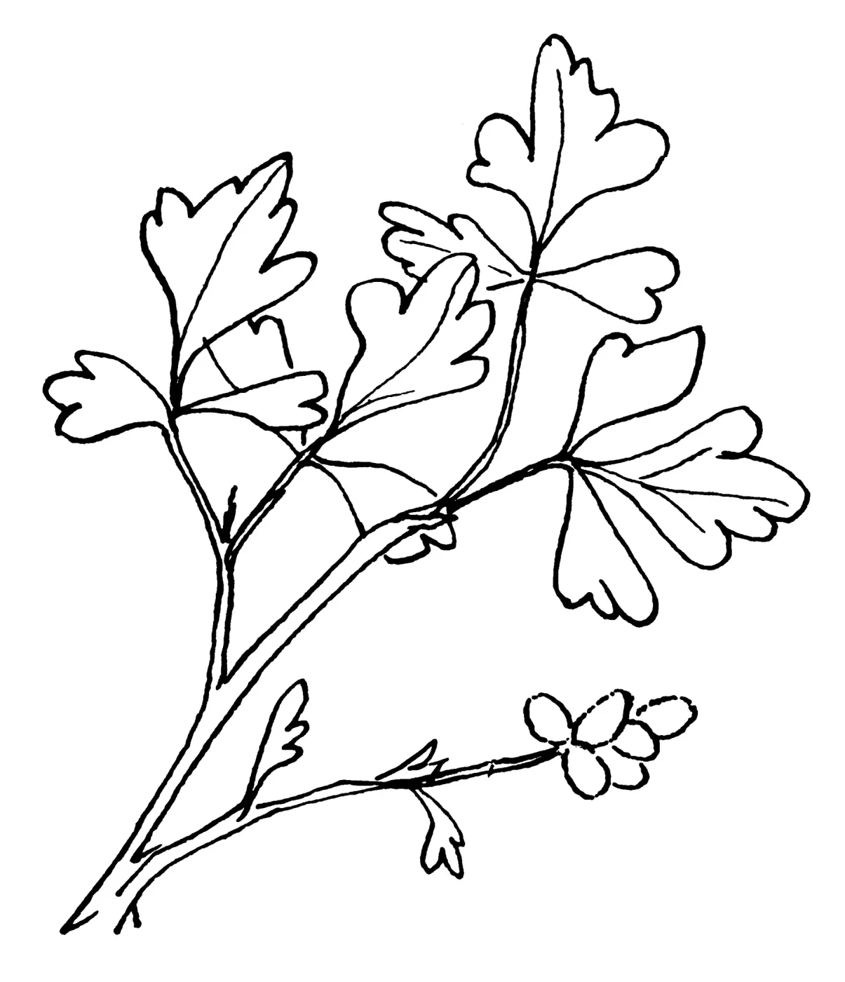 Squaw Bush